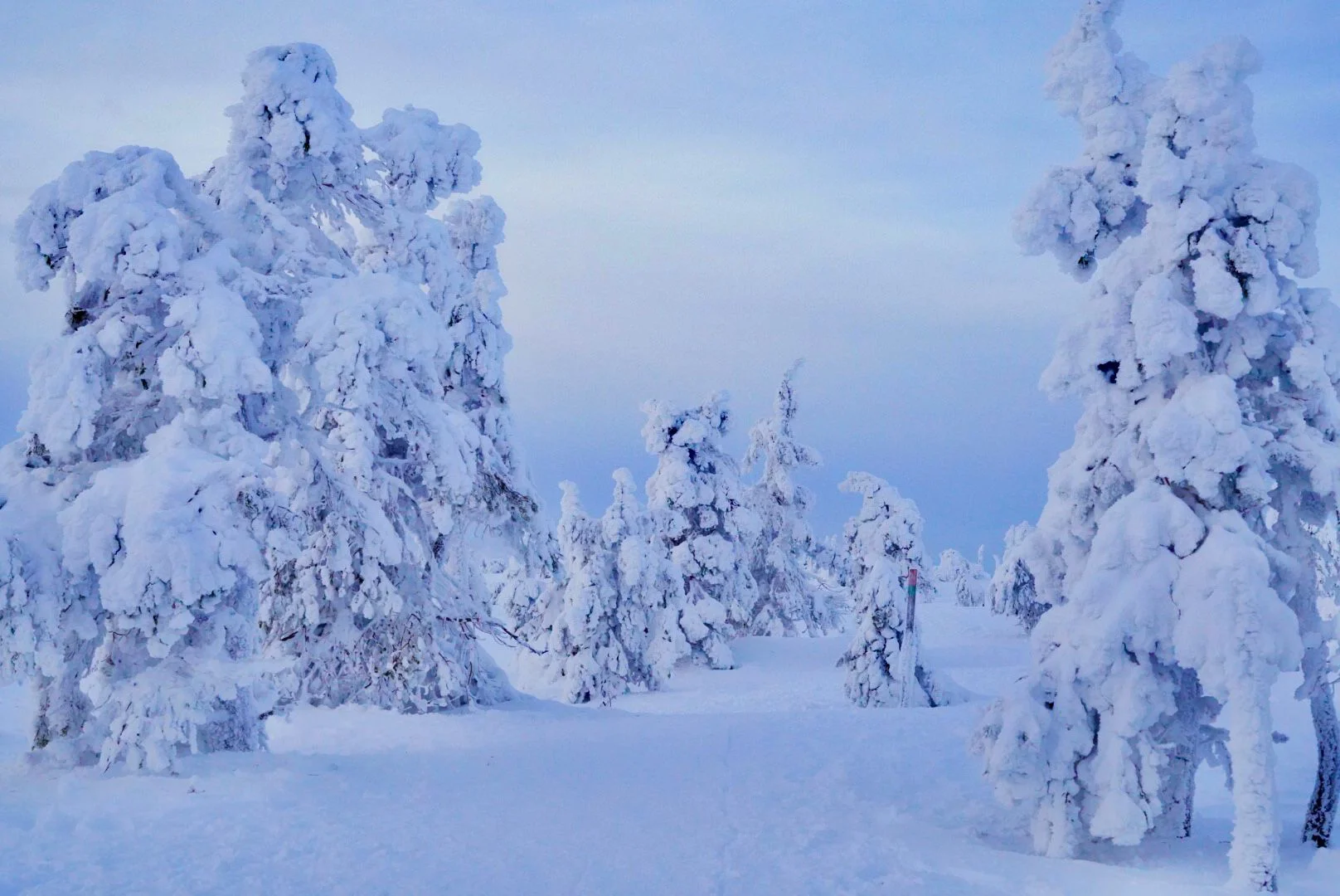 Winter landscape